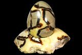 Polished Septarian Egg with Stand - Madagascar #118134-2
